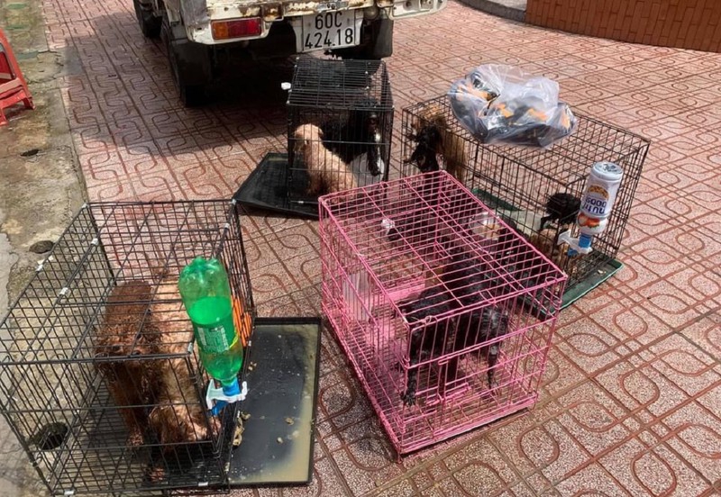 Cán bộ phường ở Đồng Nai chăm sóc giúp 12 con chó khi chủ bị nhiễm COVID