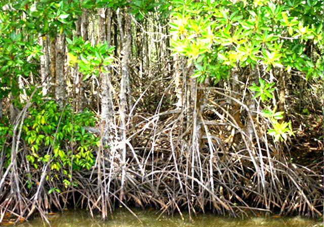 Cây Đước rừng ngập mặn Cà Mau mang nhiều giá trị