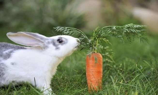 Thông tư cấm dùng cà rốt nuôi thỏ có bị tuýt còi?