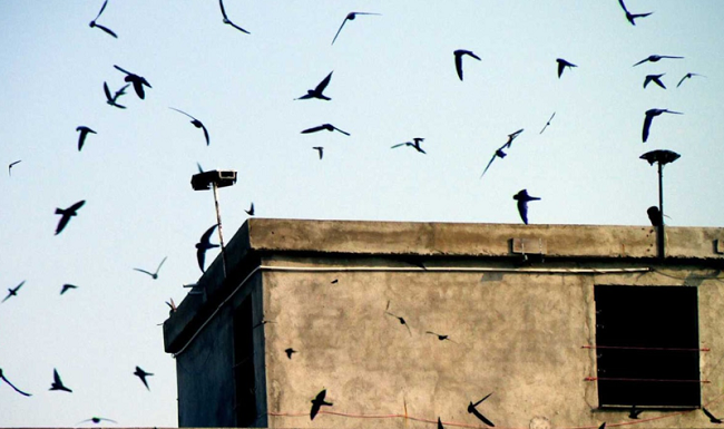 Chính phủ yêu cầu chấm dứt tình trạng săn bắt chim yến trái phép