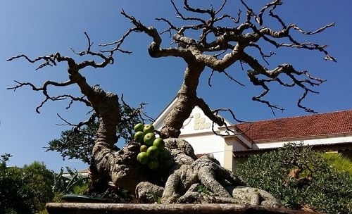 Gia Lai: Những nghệ nhân phố núi “thổi hồn” vào cây bonsai