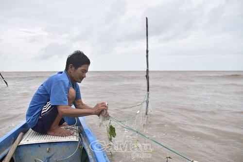 Cà Mau: Chênh vênh cửa biển với nghề đăng bắt loài cá đối ngon