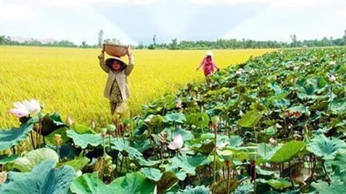 Kiên Giang: Hiệu quả kinh tế trồng cây sen