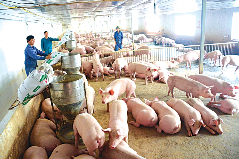 Bảo đảm nguồn cung thịt lợn cho năm 2020 khoảng hơn 4 triệu tấn