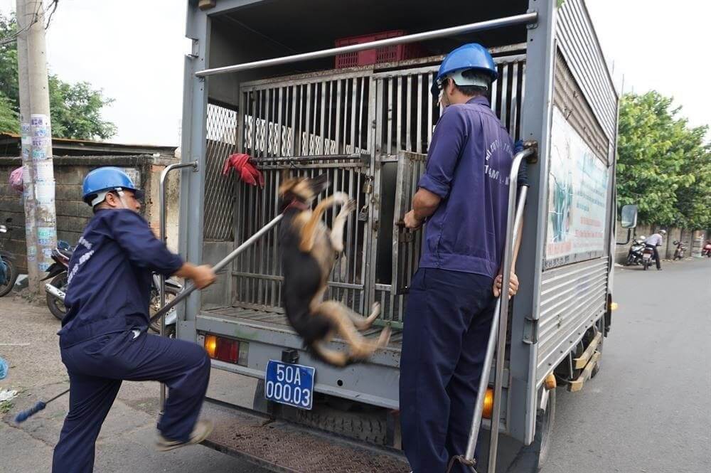 TPHCM: Thành lập nhiều tổ công tác đặc biệt xử lý nạn chó thả rông